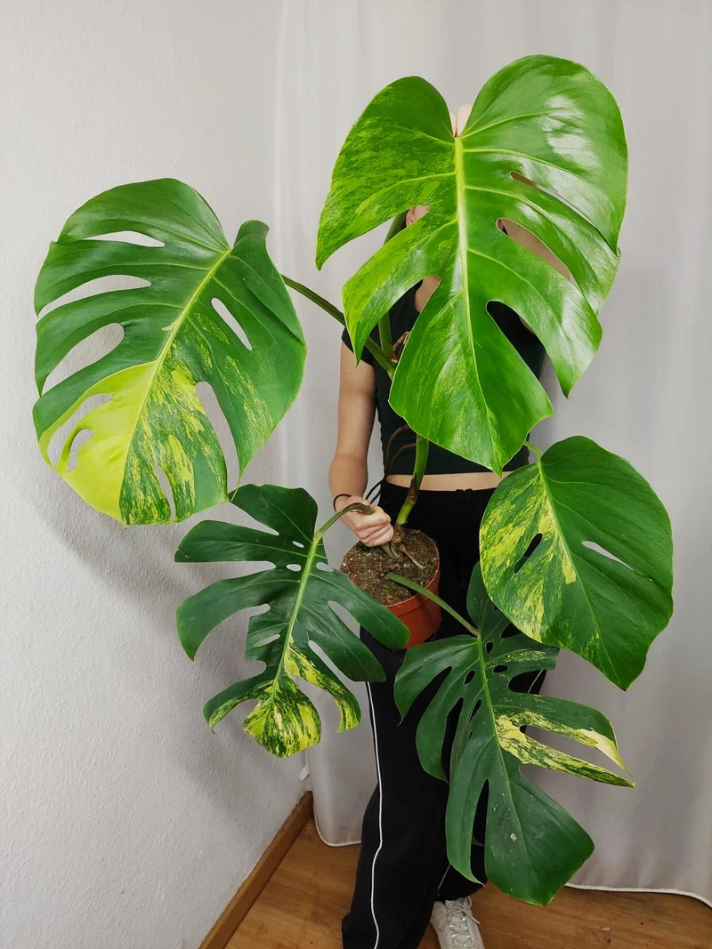 Monstera Aurea