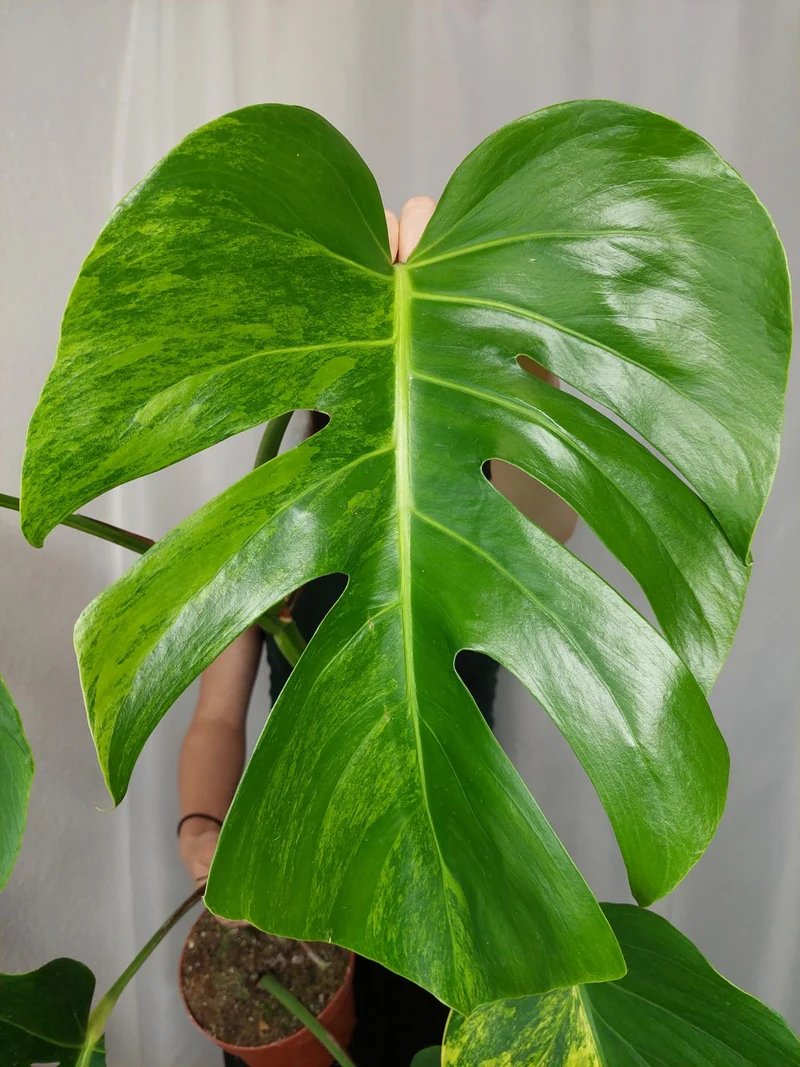 Monstera Aurea