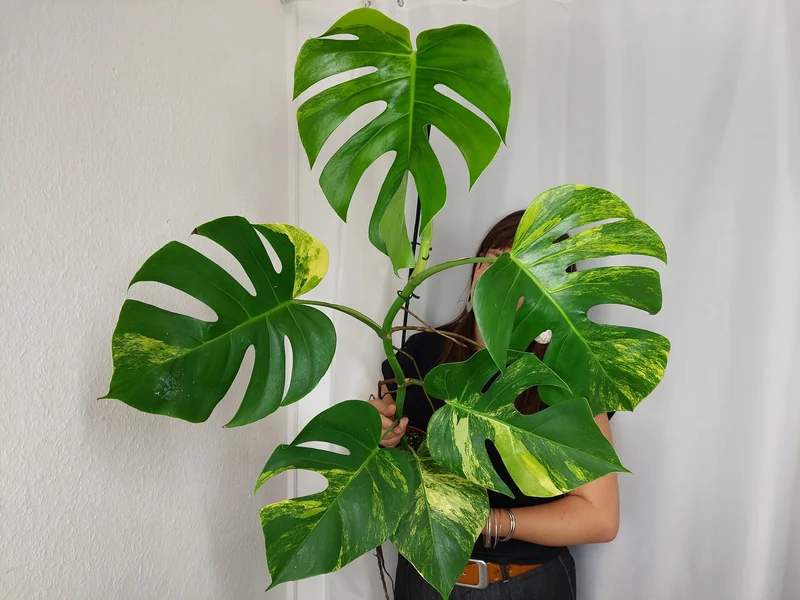 Monstera Aurea