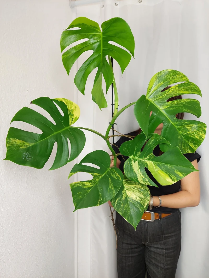 Monstera Aurea