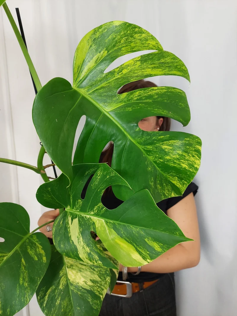 Monstera Aurea