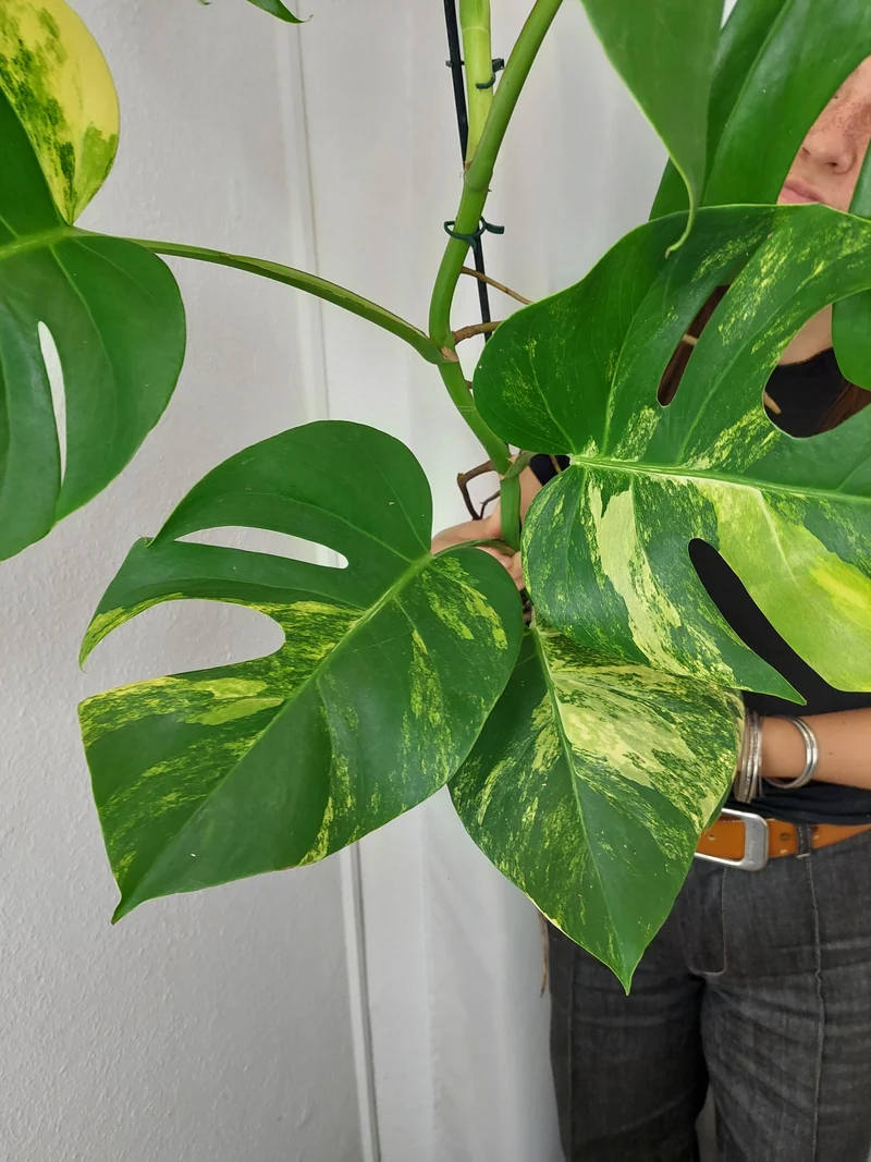 Monstera Aurea