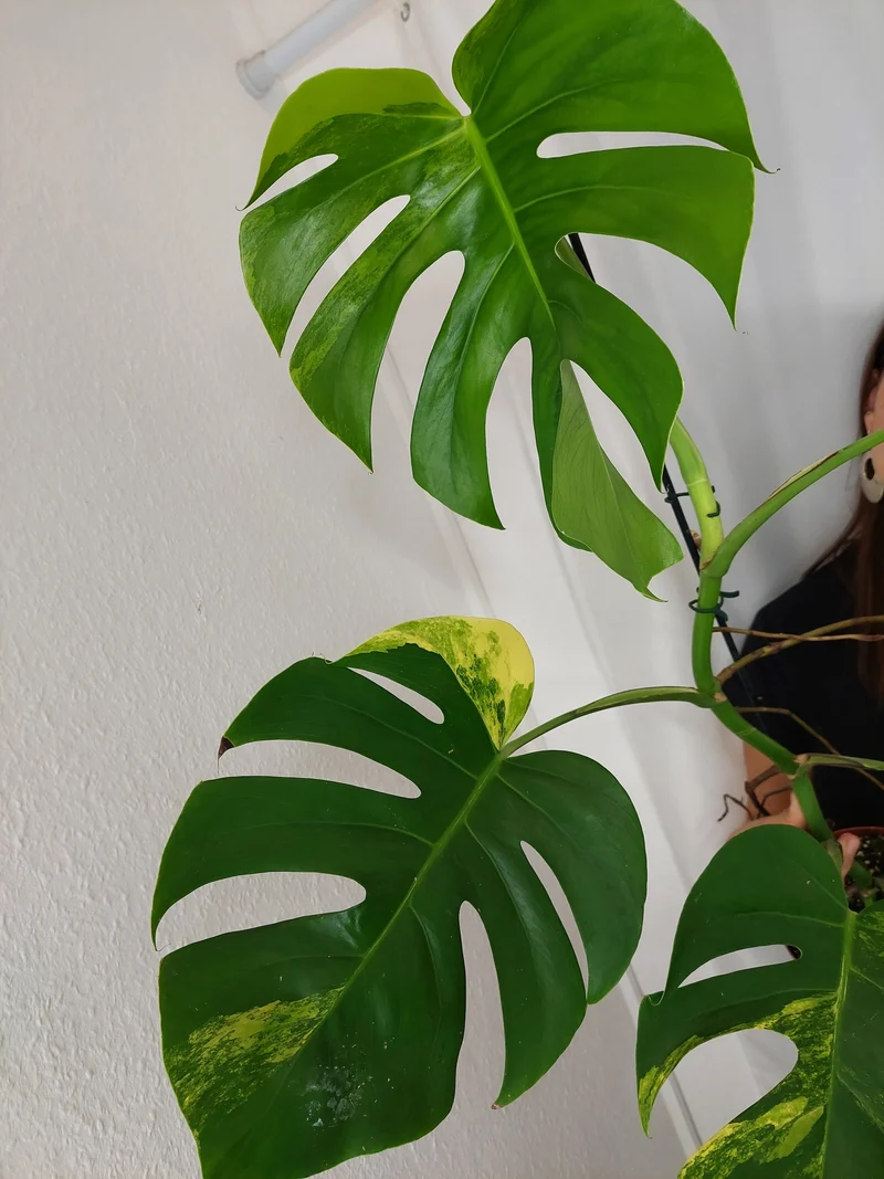 Monstera Aurea
