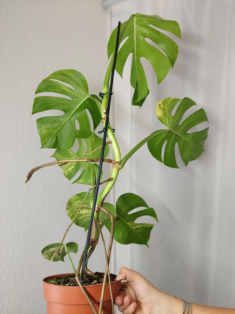 Monstera Aurea