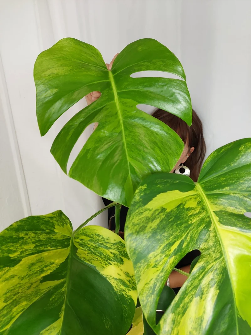 Monstera Aurea