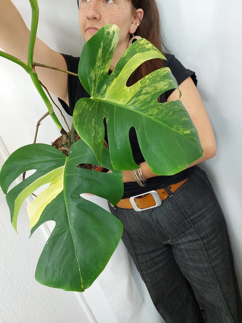 Monstera Aurea
