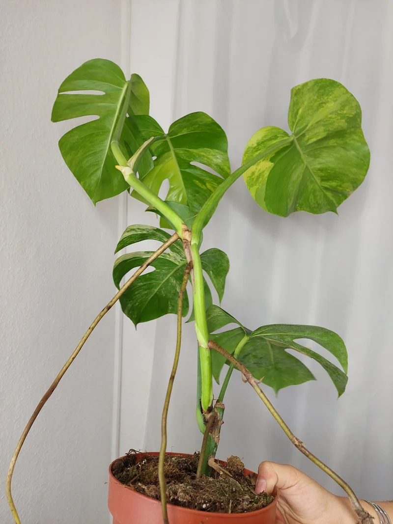 Monstera Aurea