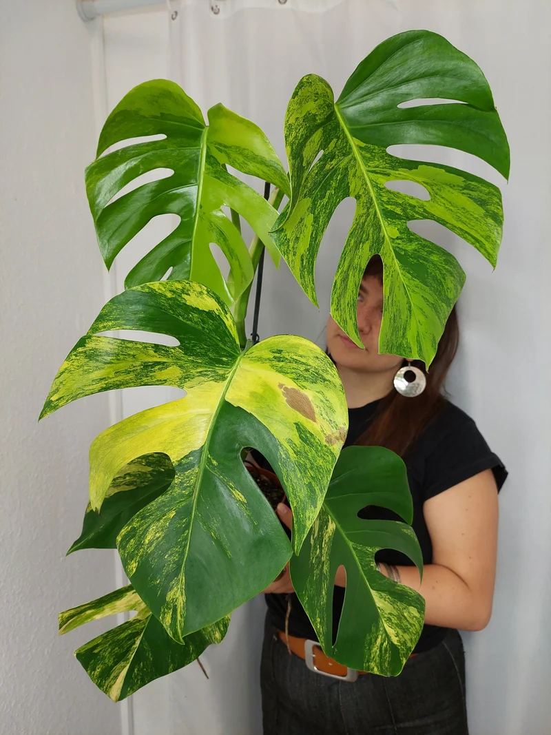 Monstera Aurea
