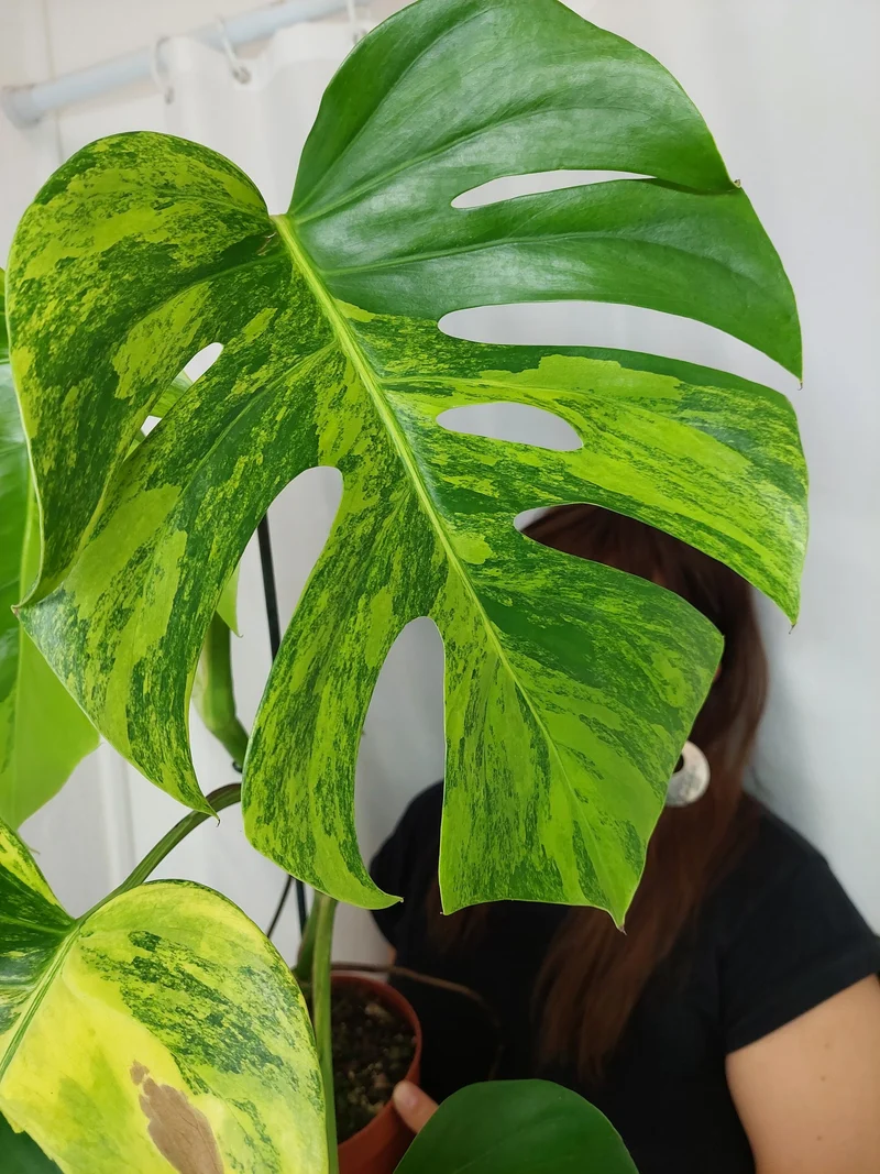 Monstera Aurea