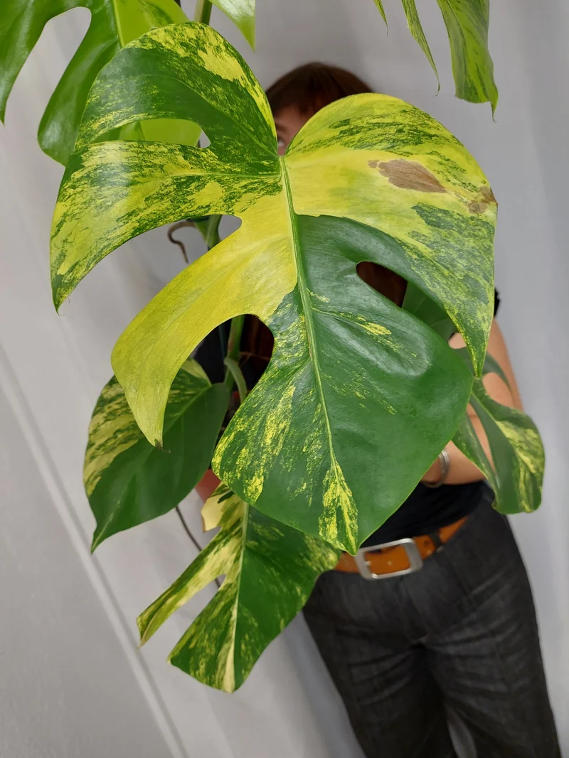 Monstera Aurea