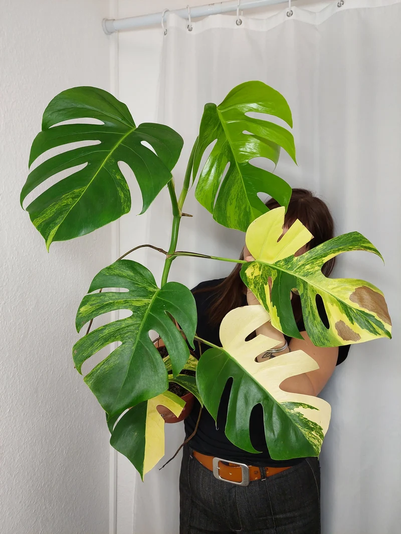 Monstera Aurea