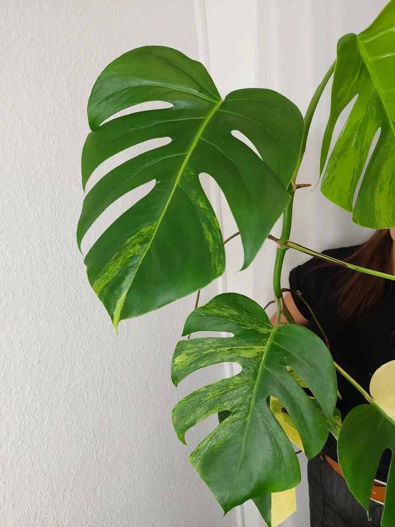 Monstera Aurea