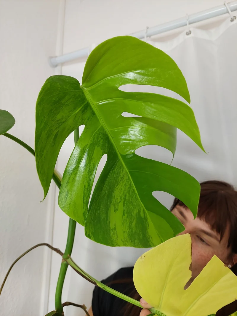 Monstera Aurea