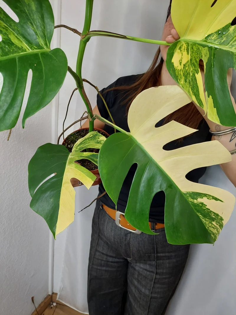 Monstera Aurea