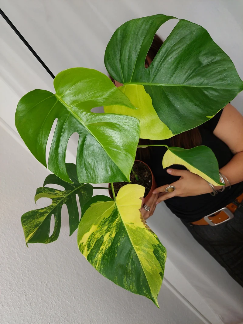 Monstera Aurea