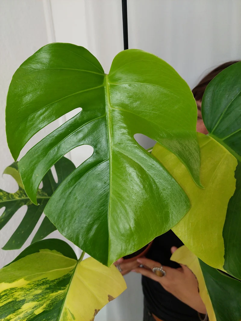 Monstera Aurea
