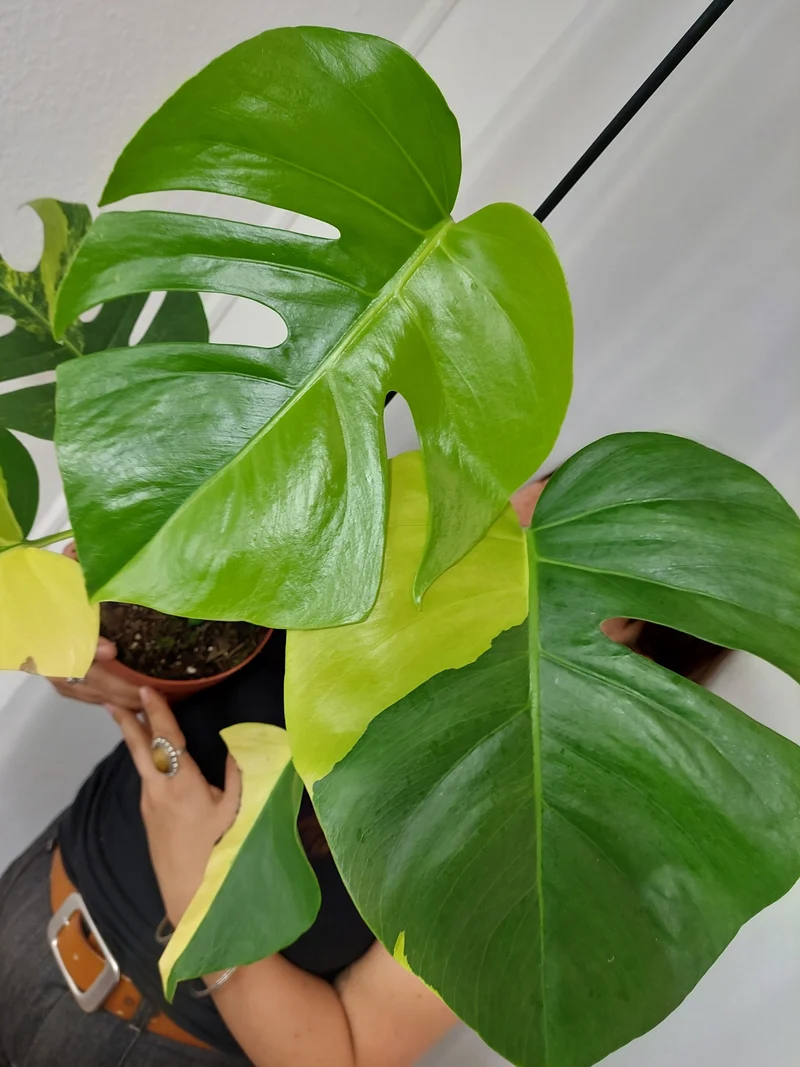 Monstera Aurea
