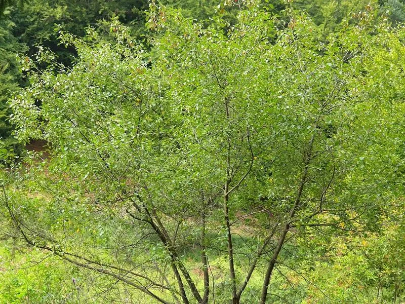 Faulbaum - Wurzelware