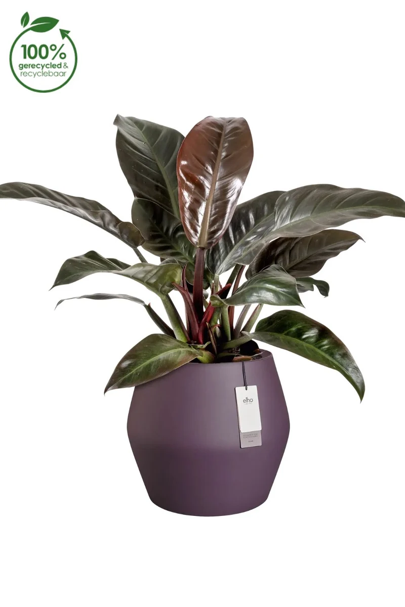 Blumentopf Elho June Split Low 42 cm Vintage Pflaume