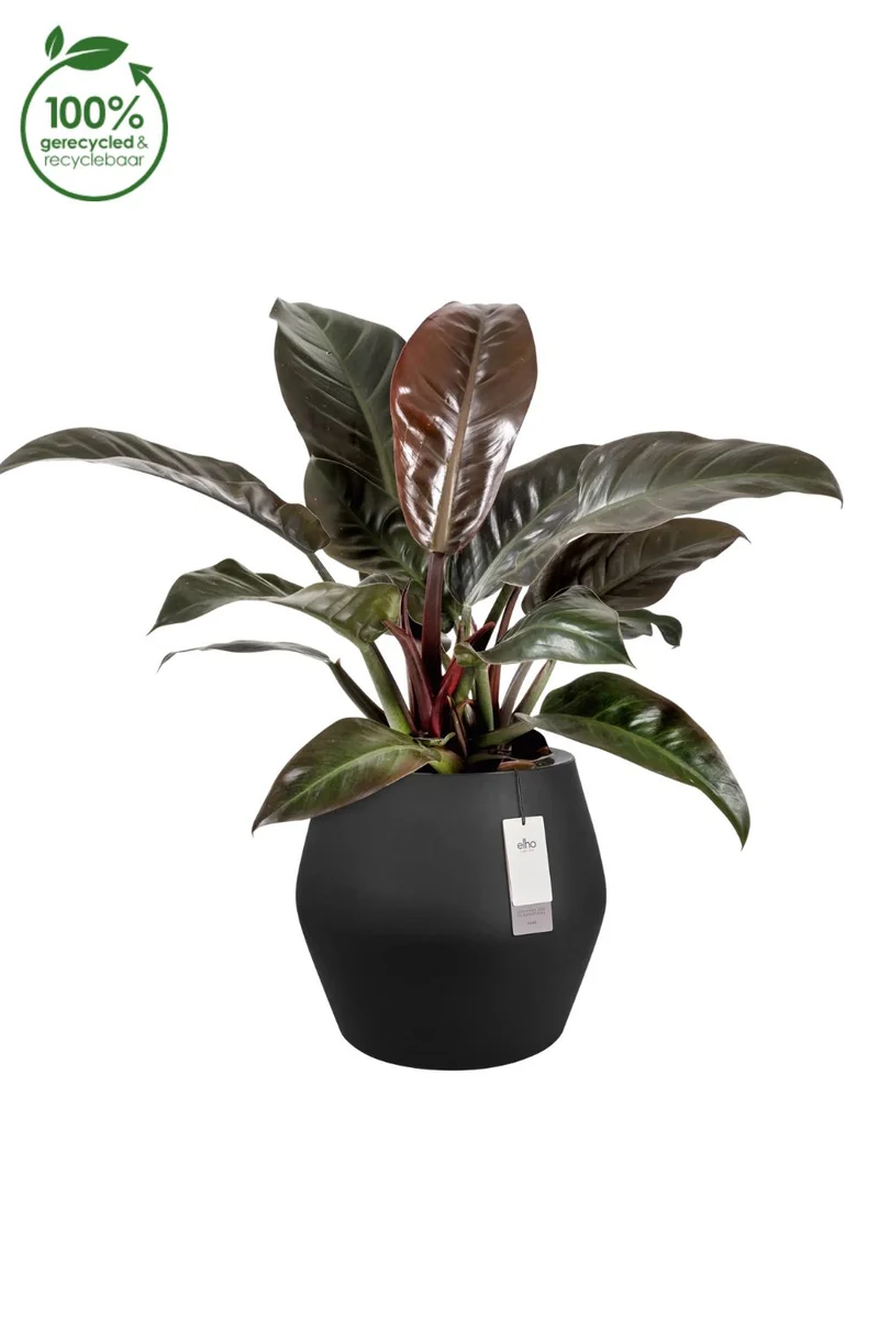 Blumentopf Elho June Split Low 42 cm Schwarz