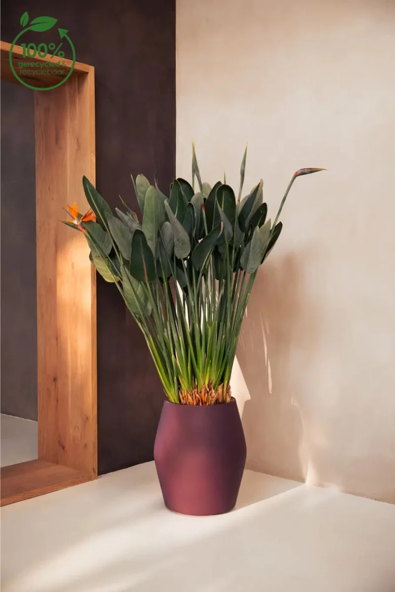 Blumentopf Elho June Split High 46 cm Vintage Pflaume