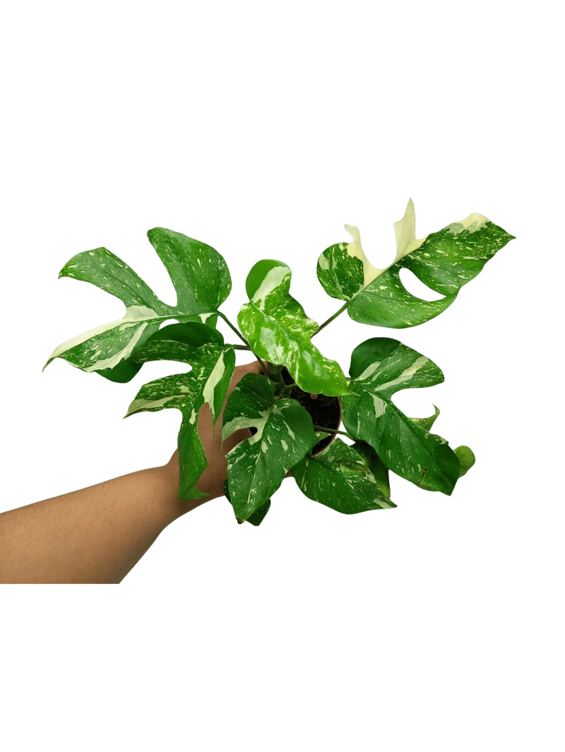 Monstera Minima (Raphidophora Tetrasperma) Thai Constellation
