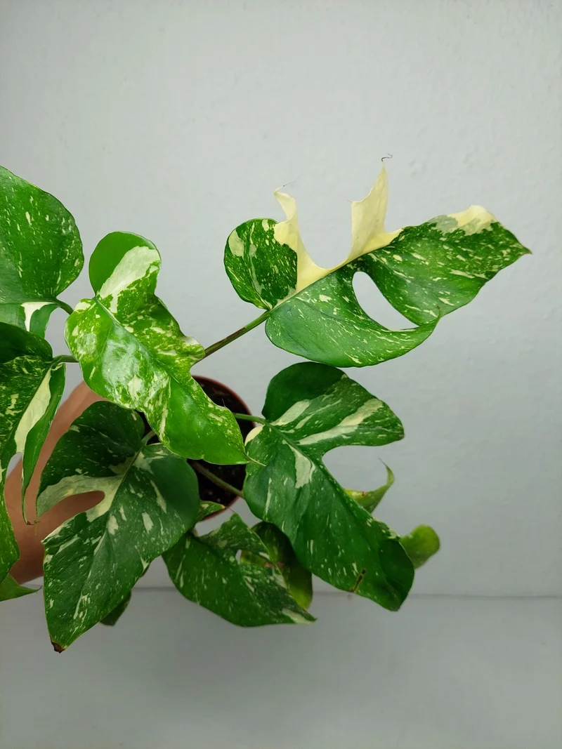 Monstera Minima (Raphidophora Tetrasperma) Thai Constellation