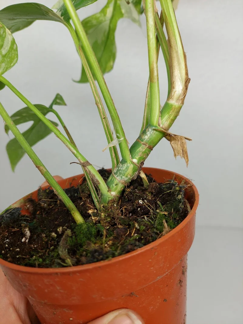 Monstera Minima (Raphidophora Tetrasperma) Thai Constellation