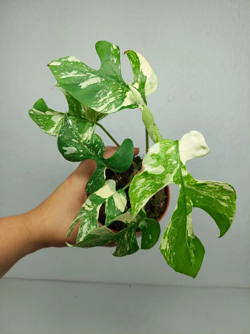 Monstera Minima (Raphidophora Tetrasperma) Thai Constellation