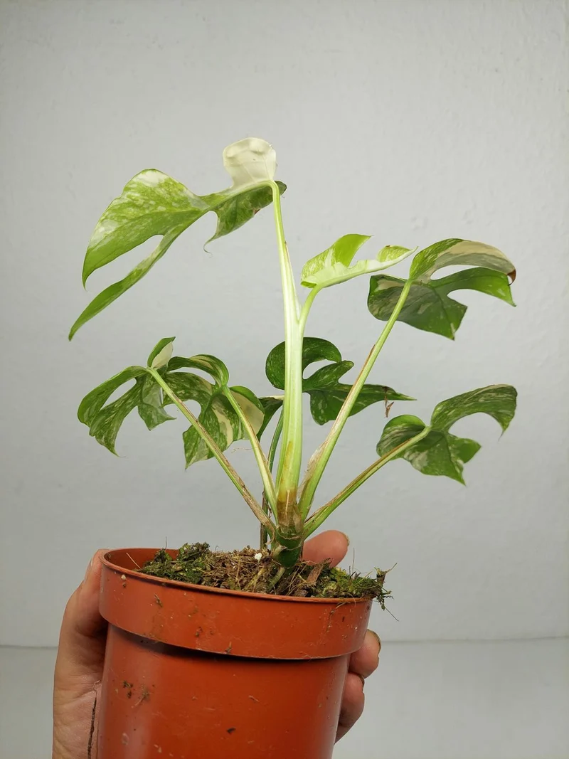 Monstera Minima (Raphidophora Tetrasperma) Thai Constellation