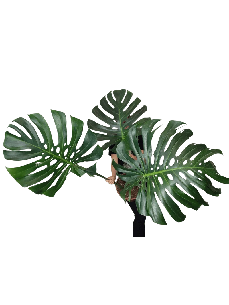 Monstera Green on Green XXL