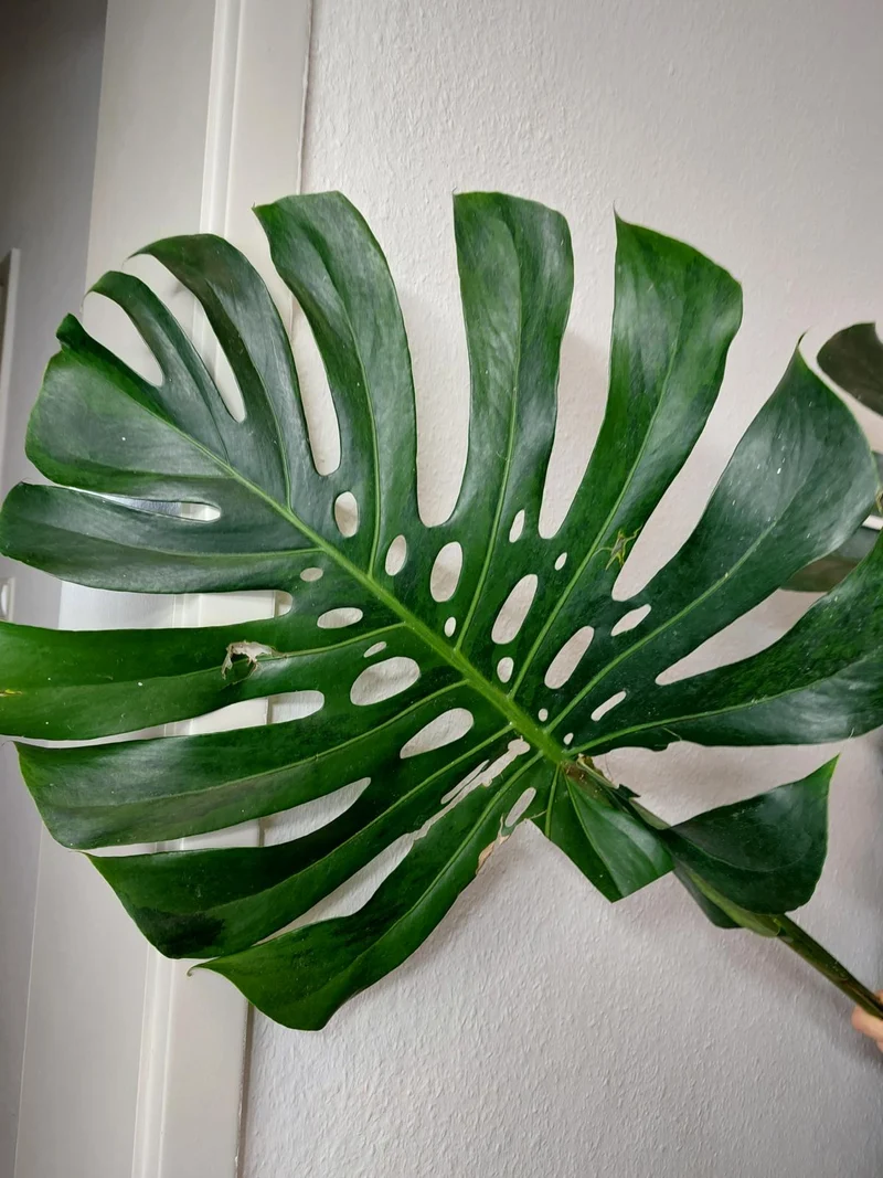 Monstera Green on Green XXL