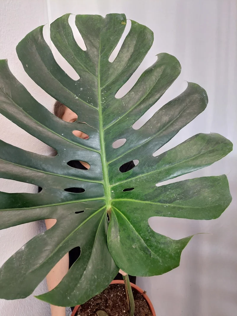 Monstera Green on Green XXL