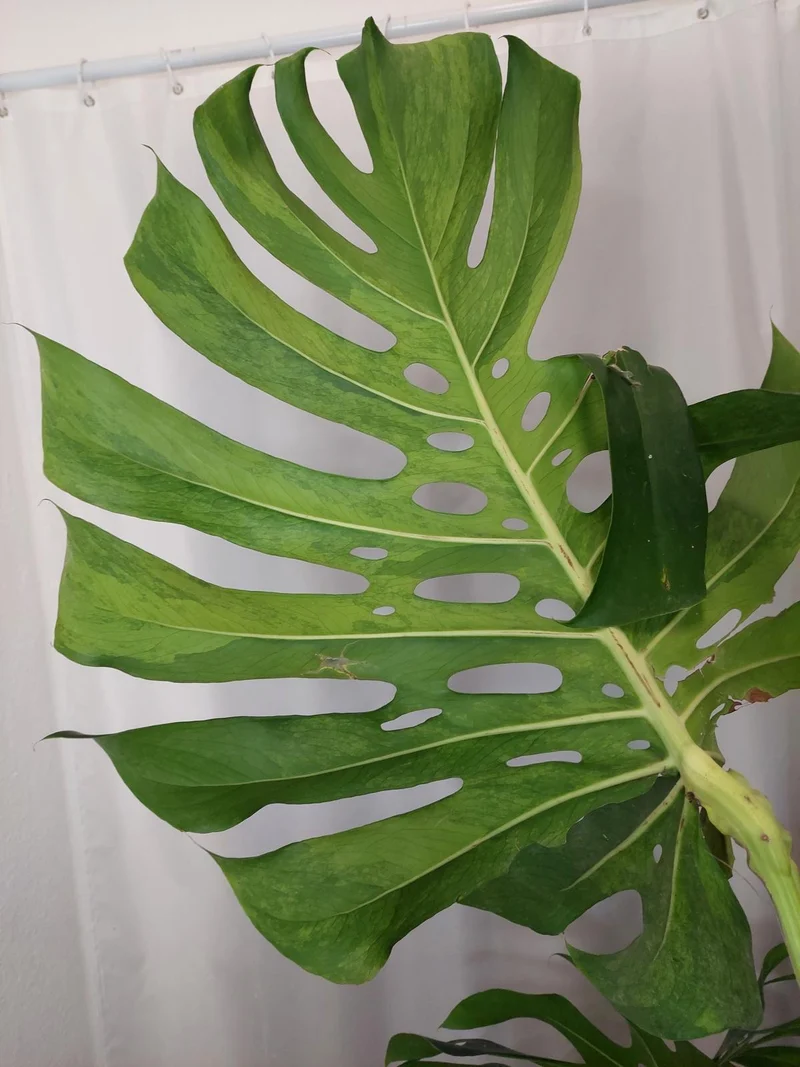 Monstera Green on Green XXL