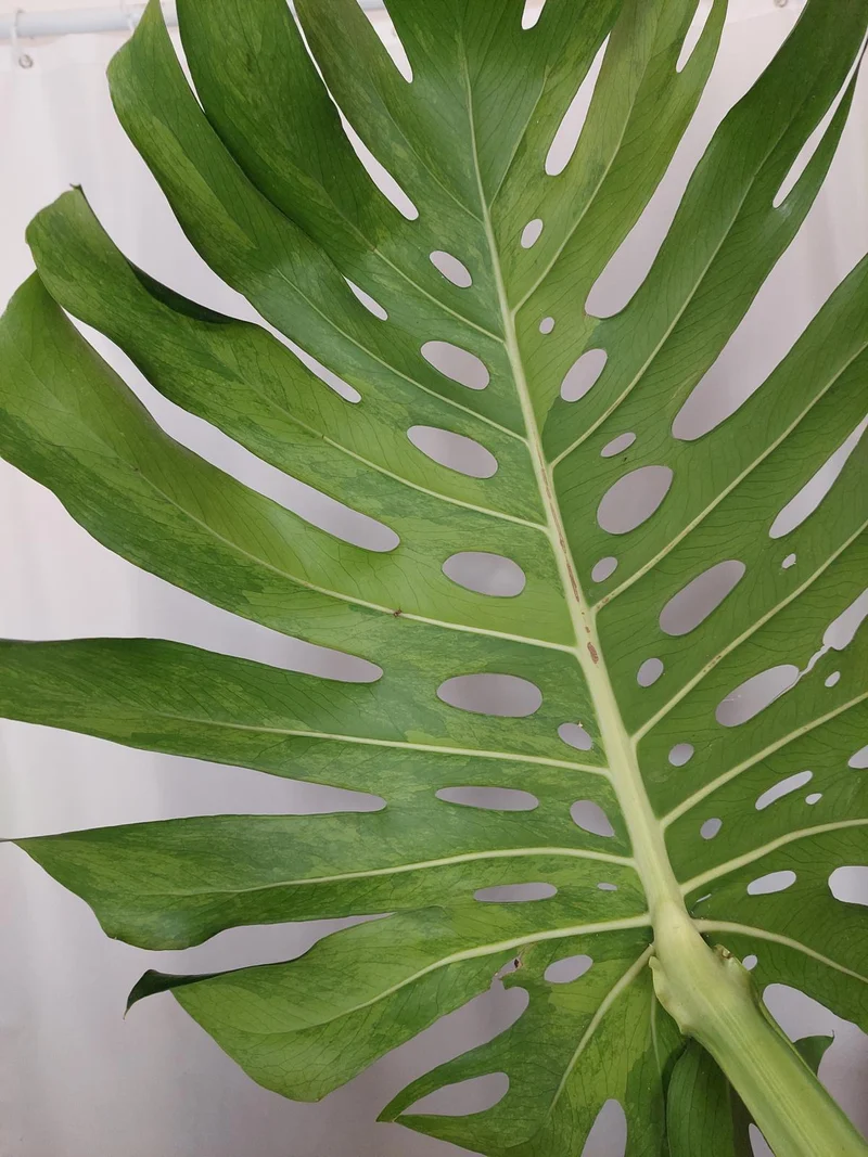 Monstera Green on Green XXL