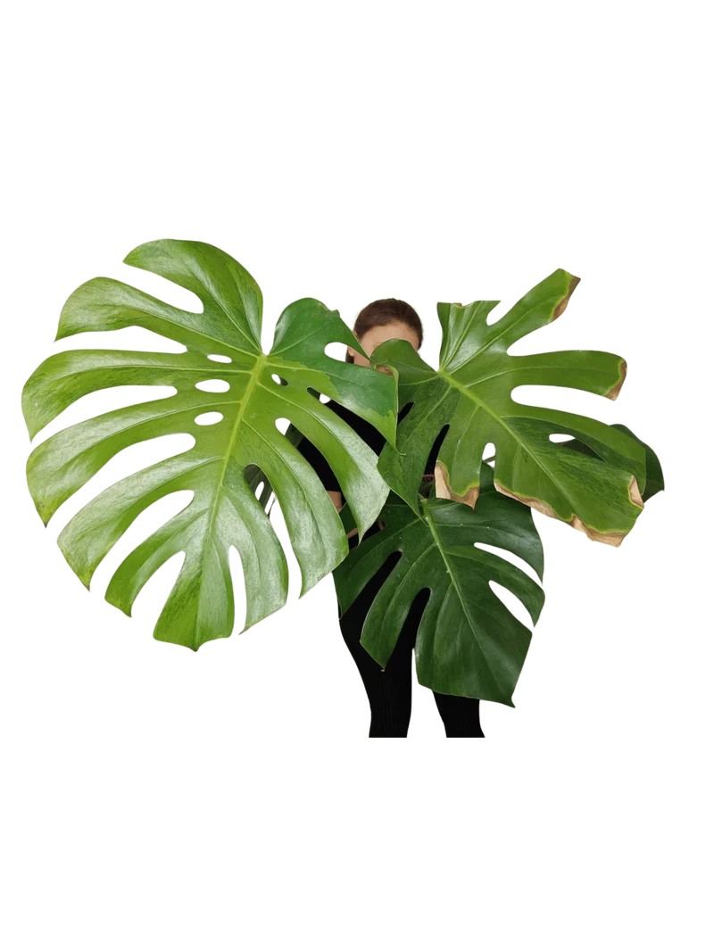 Monstera Green on Green