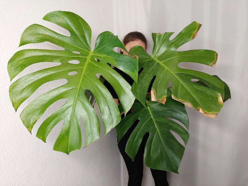 Monstera Green on Green