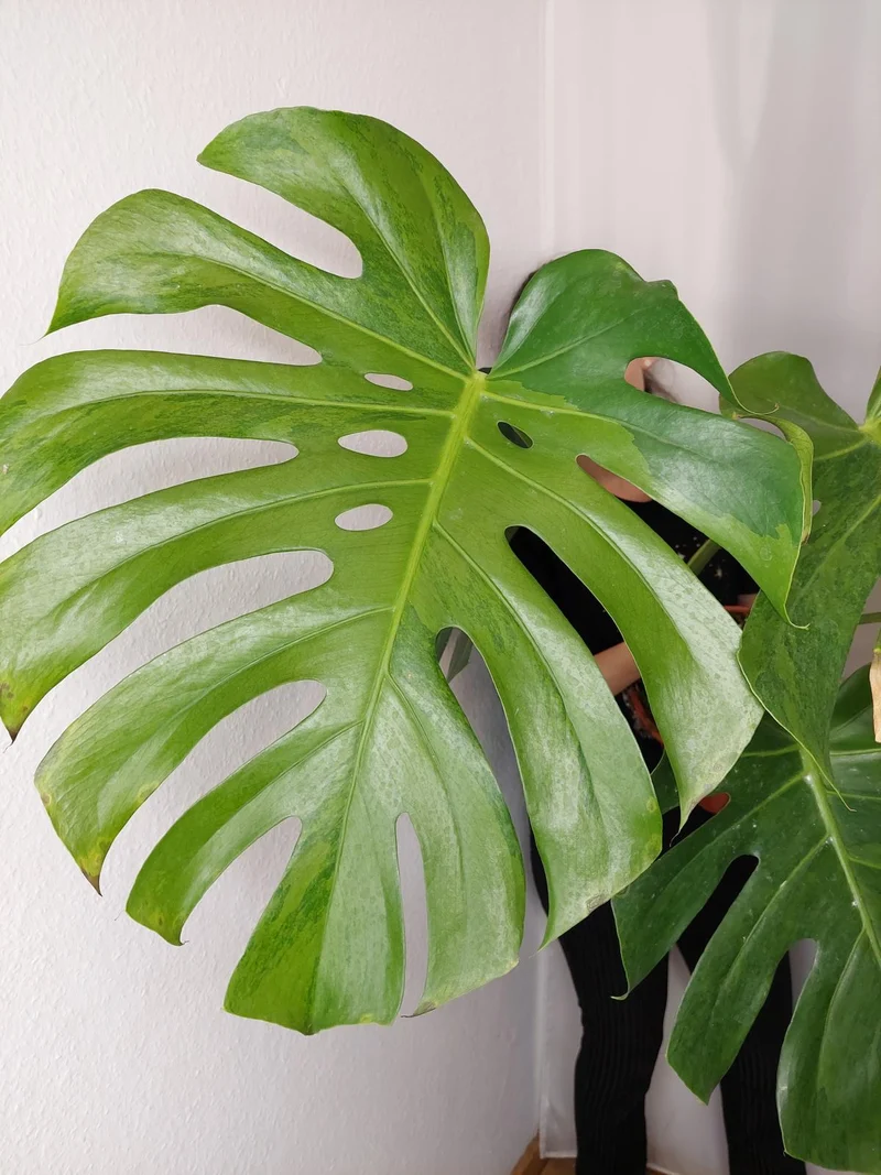 Monstera Green on Green