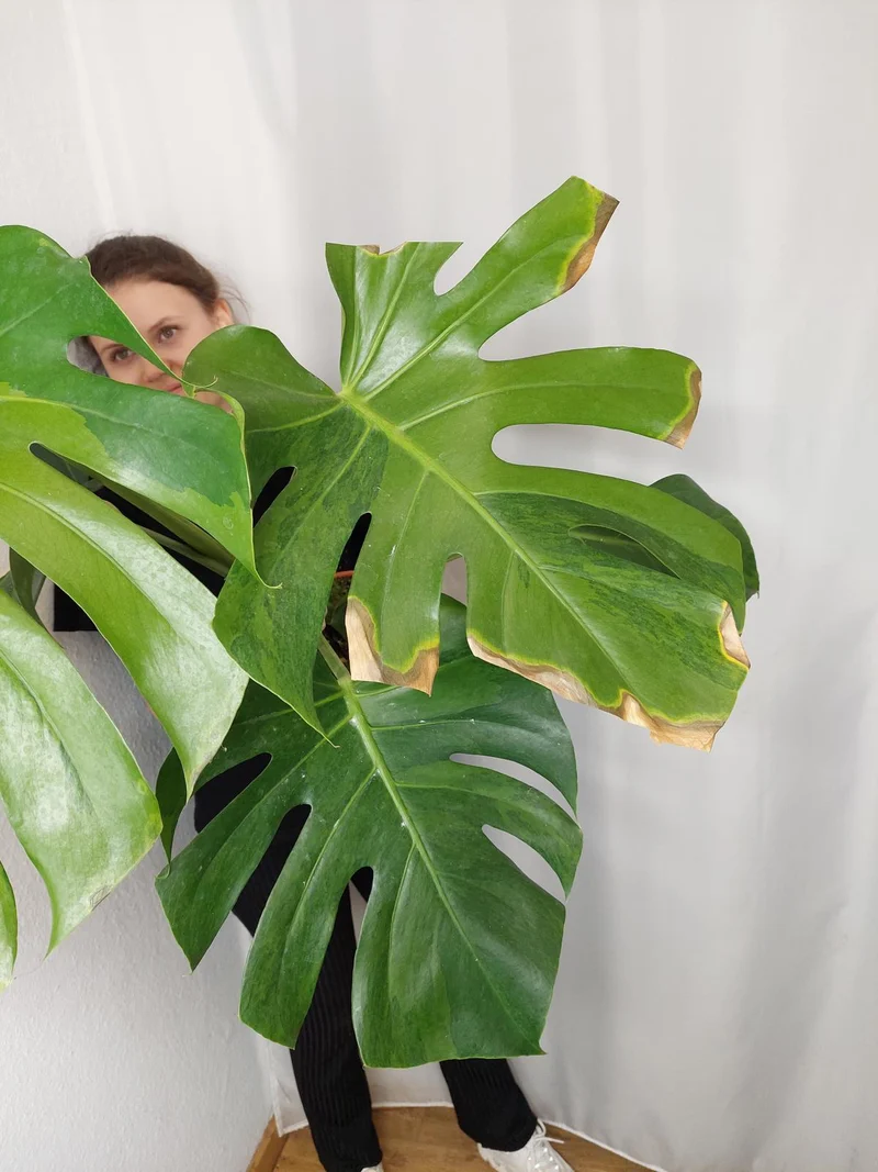 Monstera Green on Green