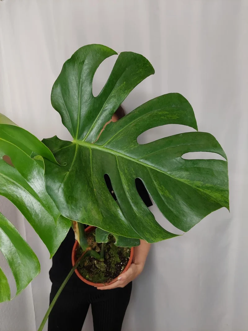 Monstera Green on Green
