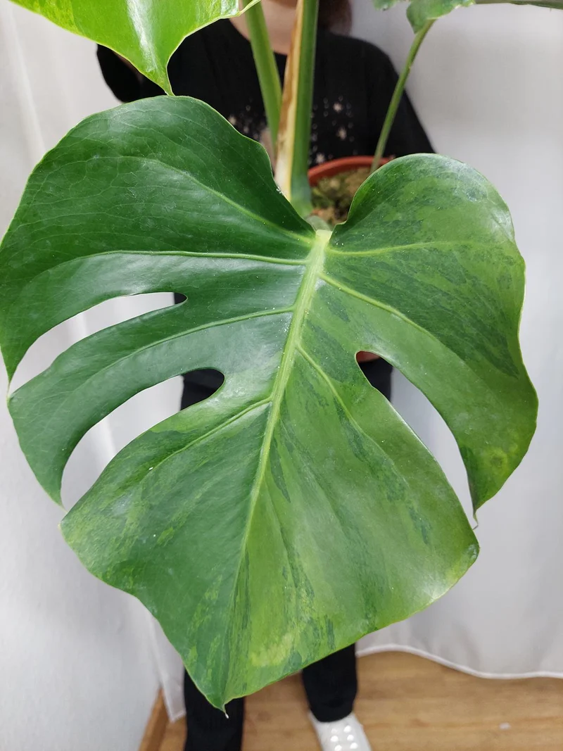 Monstera Green on Green