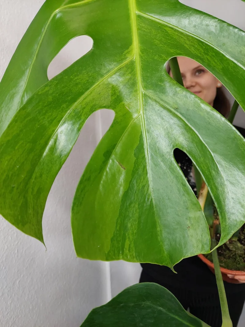 Monstera Green on Green