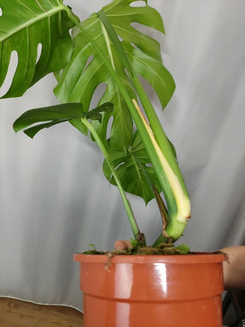 Monstera Green on Green