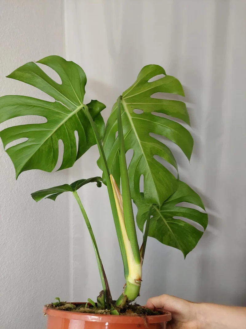 Monstera Green on Green