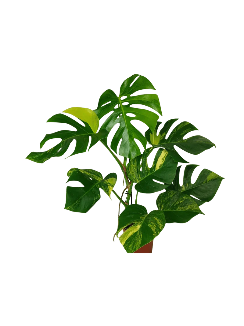 Monstera Aurea