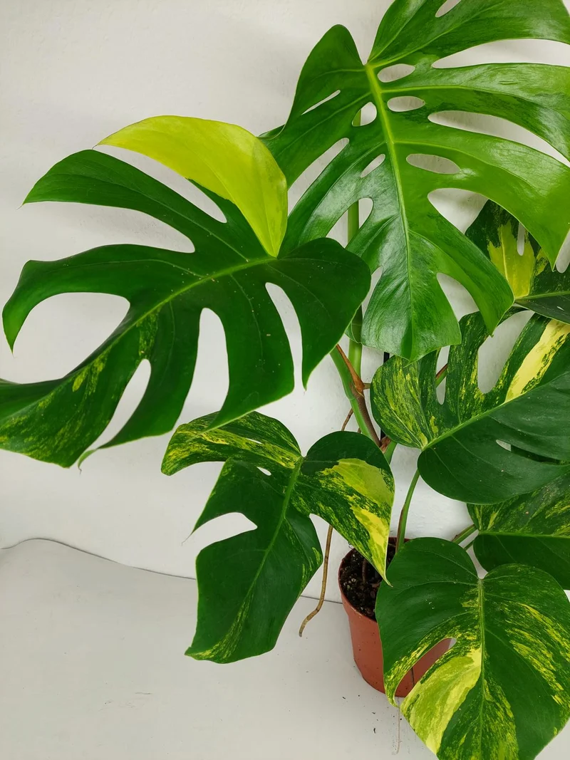 Monstera Aurea