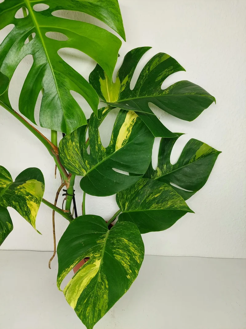 Monstera Aurea