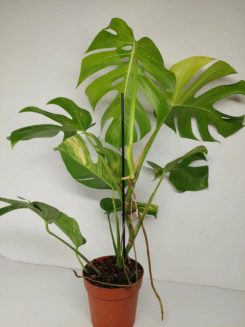 Monstera Aurea
