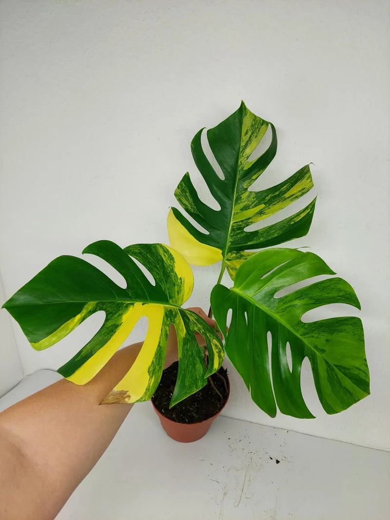 Monstera Aurea