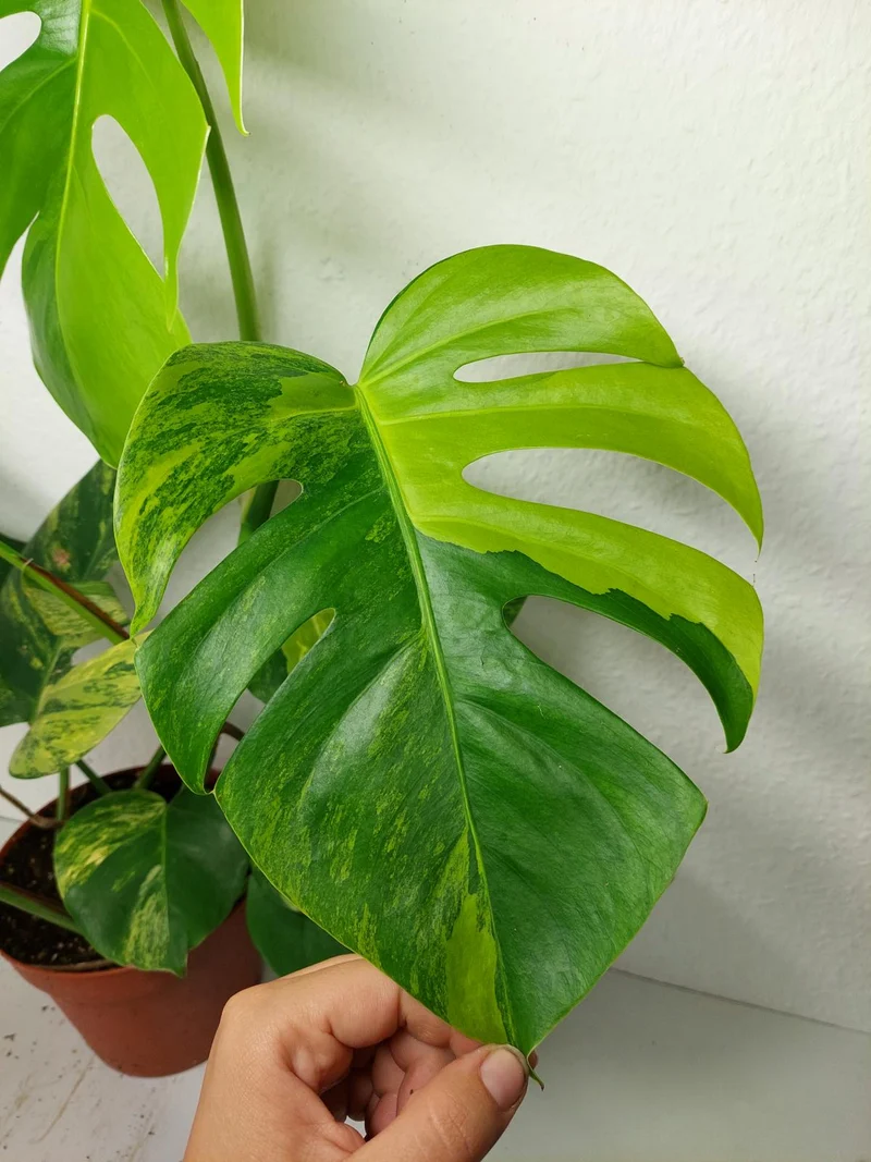 Monstera Aurea